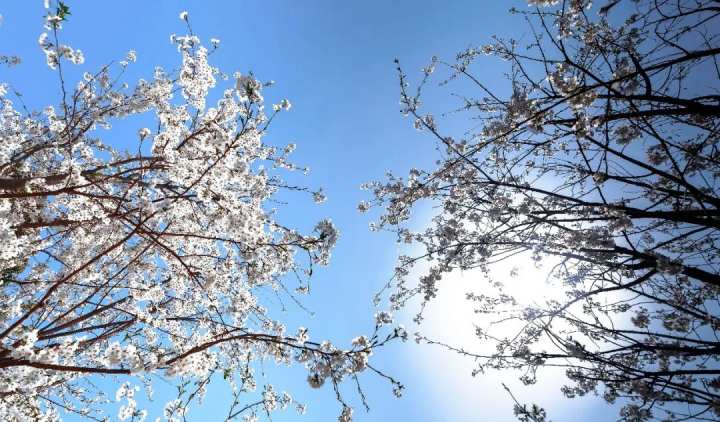 浙江省春暉中學的校園春天“打包”寄給你(圖7) 浙江省春暉中學的校園春天“打包”寄給你(圖7)