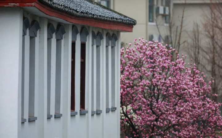 浙江省春暉中學的校園春天“打包”寄給你(圖8) 浙江省春暉中學的校園春天“打包”寄給你(圖8)