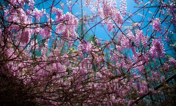 浙江省春暉中學的校園春天“打包”寄給你(圖10) 浙江省春暉中學的校園春天“打包”寄給你(圖10)