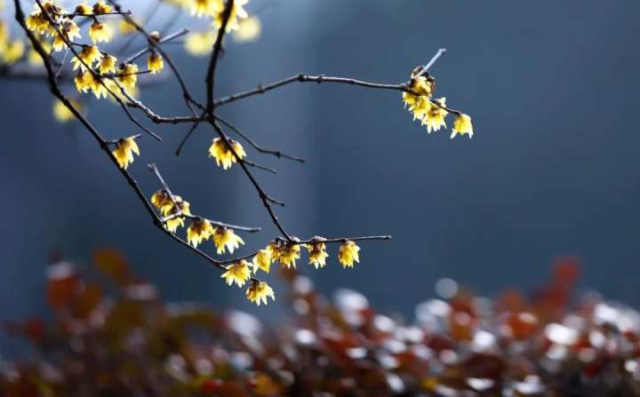 浙江省春暉中學的校園春天“打包”寄給你(圖11) 浙江省春暉中學的校園春天“打包”寄給你(圖11)