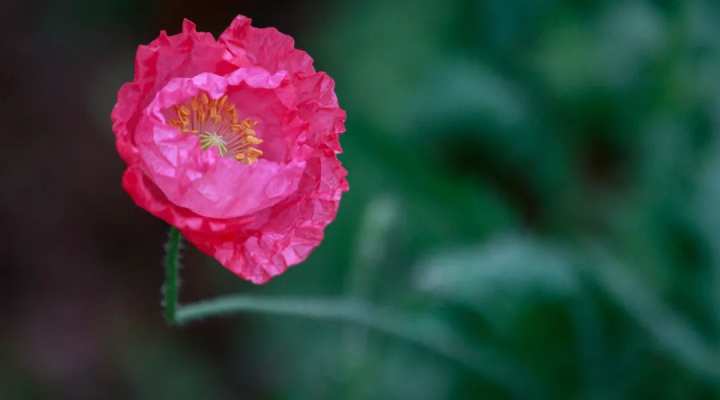 浙江省春暉中學的校園春天“打包”寄給你(圖12) 浙江省春暉中學的校園春天“打包”寄給你(圖12)