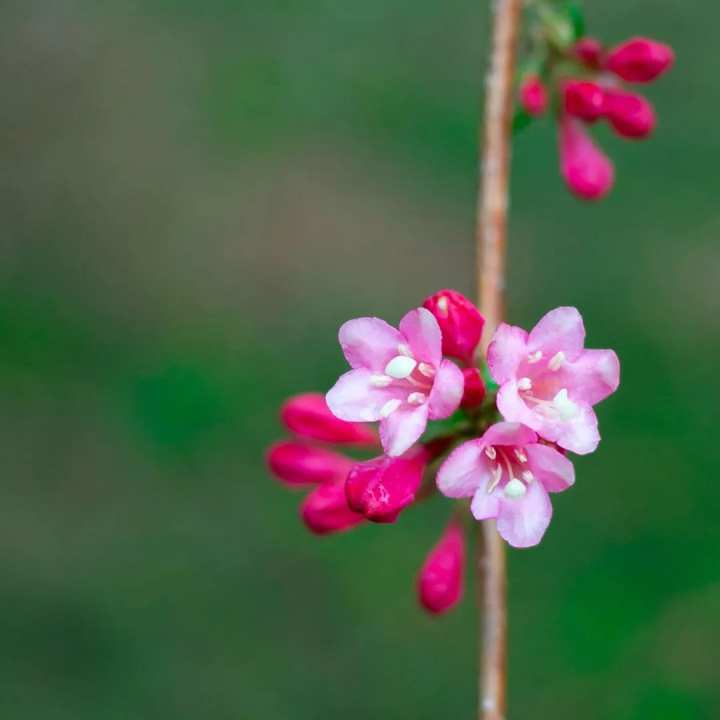 浙江省春暉中學的校園春天“打包”寄給你(圖13) 浙江省春暉中學的校園春天“打包”寄給你(圖13)