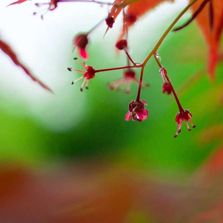 浙江省春暉中學的校園春天“打包”寄給你(圖14) 浙江省春暉中學的校園春天“打包”寄給你(圖14)