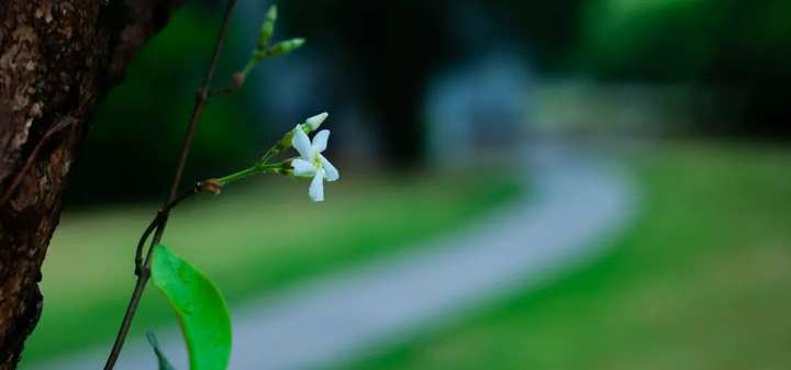 浙江省春暉中學的校園春天“打包”寄給你(圖15) 浙江省春暉中學的校園春天“打包”寄給你(圖15)