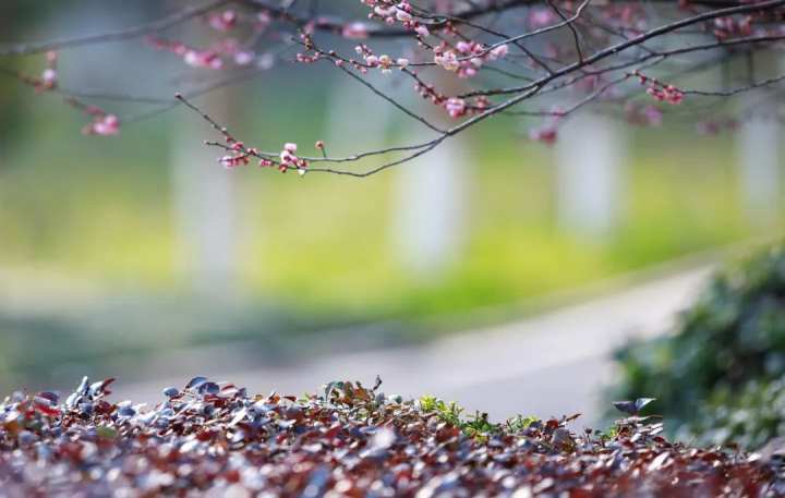 浙江省春暉中學的校園春天“打包”寄給你(圖16) 浙江省春暉中學的校園春天“打包”寄給你(圖16)