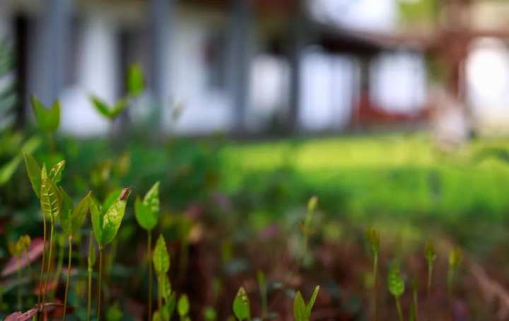 浙江省春暉中學的校園春天“打包”寄給你(圖18) 浙江省春暉中學的校園春天“打包”寄給你(圖18)