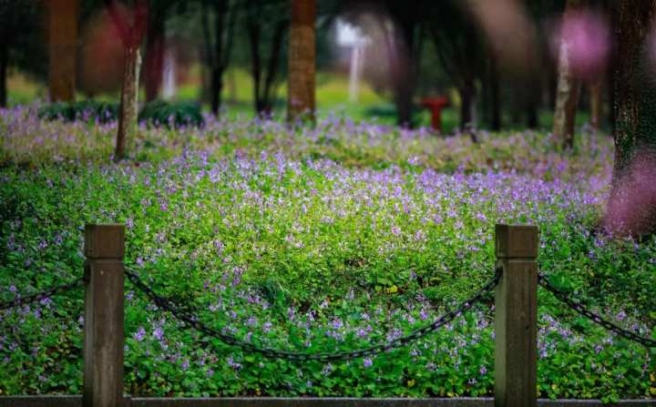 浙江省春暉中學的校園春天“打包”寄給你(圖19) 浙江省春暉中學的校園春天“打包”寄給你(圖19)