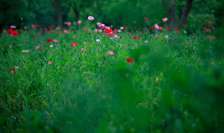 浙江省春暉中學的校園春天“打包”寄給你(圖20) 浙江省春暉中學的校園春天“打包”寄給你(圖20)