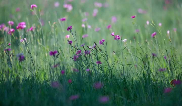 浙江省春暉中學的校園春天“打包”寄給你(圖21) 浙江省春暉中學的校園春天“打包”寄給你(圖21)