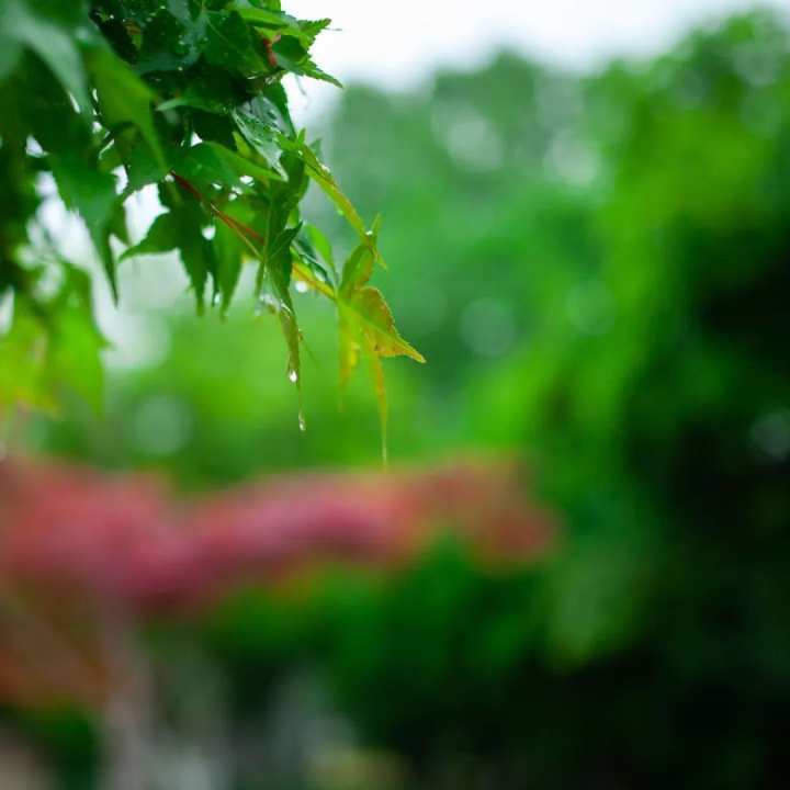 浙江省春暉中學的校園春天“打包”寄給你(圖25) 浙江省春暉中學的校園春天“打包”寄給你(圖25)