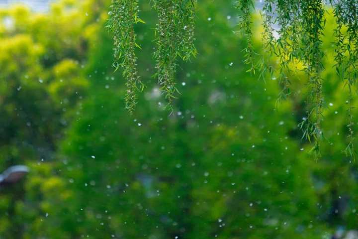 浙江省春暉中學的校園春天“打包”寄給你(圖26) 浙江省春暉中學的校園春天“打包”寄給你(圖26)