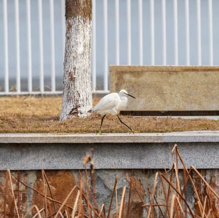 浙江省春暉中學的校園春天“打包”寄給你(圖28) 浙江省春暉中學的校園春天“打包”寄給你(圖28)