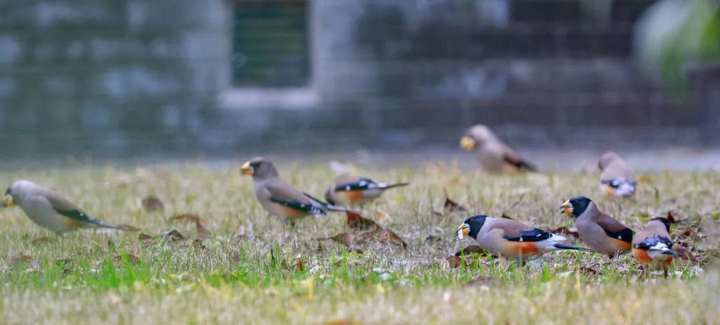 浙江省春暉中學的校園春天“打包”寄給你(圖29) 浙江省春暉中學的校園春天“打包”寄給你(圖29)