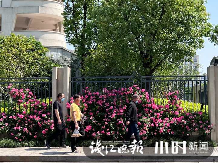 杭州夏衍初级中学外墙美上热搜 有人专门来打卡(图1)