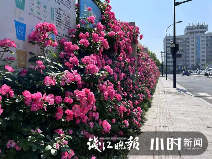 杭州夏衍初级中学外墙美上热搜 有人专门来打卡(图3)