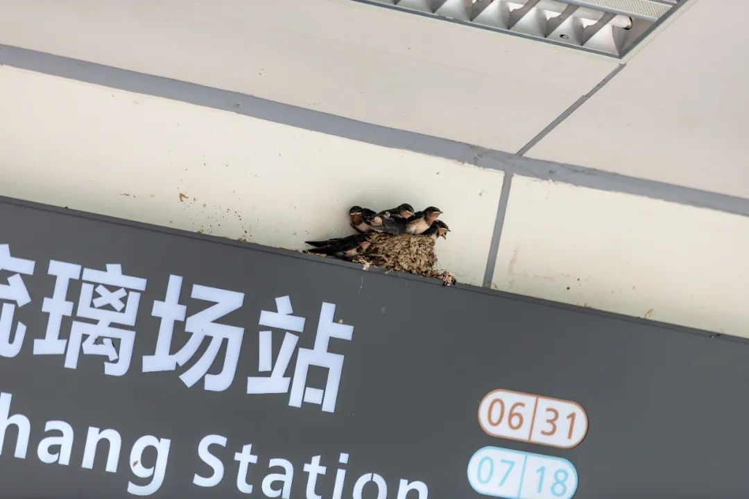 成都地铁回应燕子在进站口筑巢：不会转移鸟窝，将定时清理鸟粪