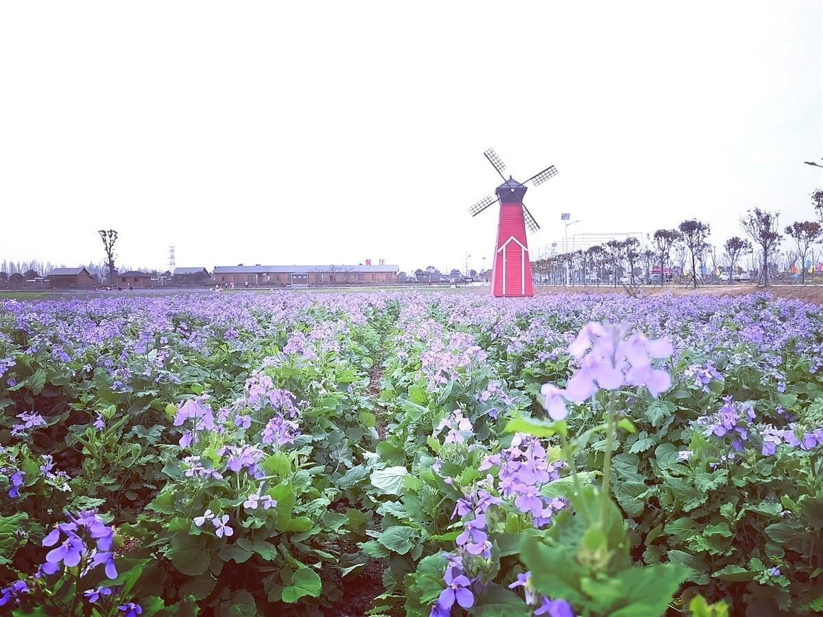 文旅部推荐8条湖北乡村旅游精品线路，潜江吃虾赏花之旅入选