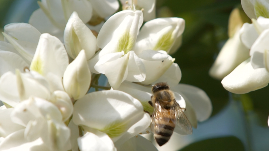 來吃花吧 初夏的花花美食美不勝收 天天看點