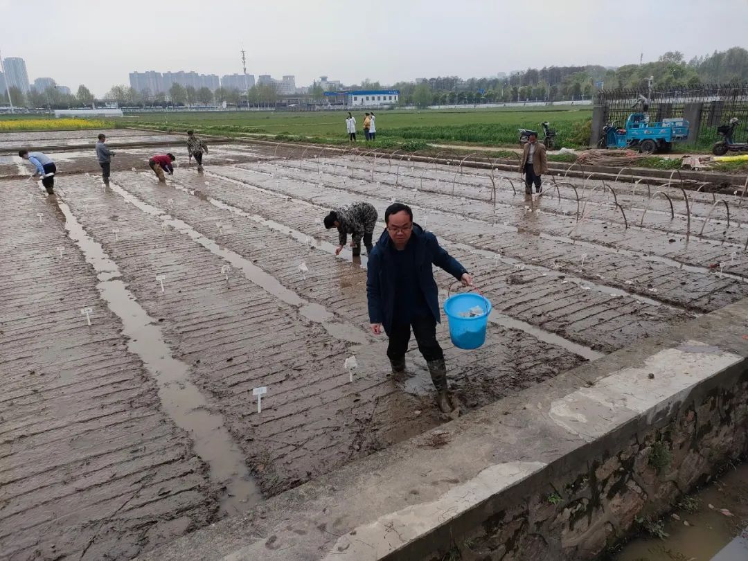 国际首次！中国青年科学家突破水稻低温减产难题