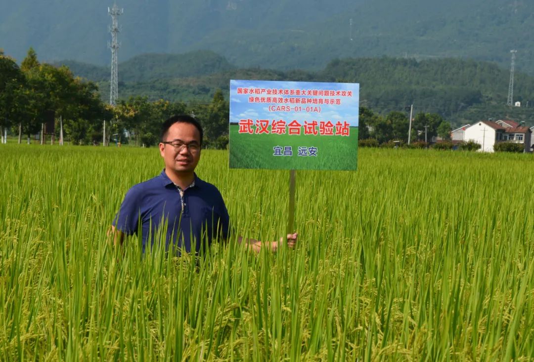 国际首次！中国青年科学家突破水稻低温减产难题