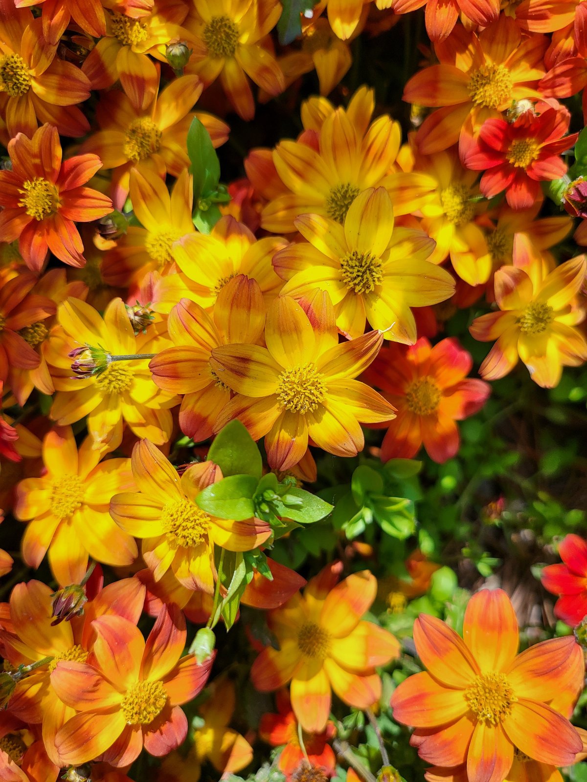 Samsung 三星 Galaxy Z Fold 3智能手机拍摄体验报告 「SOOMAL」