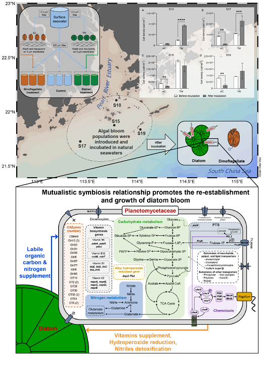 研究发现藻菌互利共生关系加速硅藻赤潮在新水域的重建