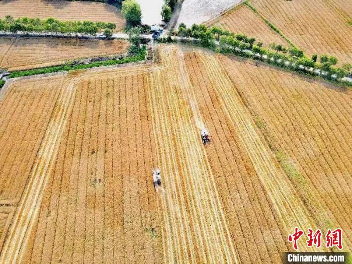 安徽合肥：“三夏”时节小麦收割忙