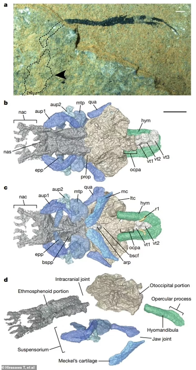 3.9亿年前长着四肢的苏格兰古椎鱼可能是人类最早祖先之一