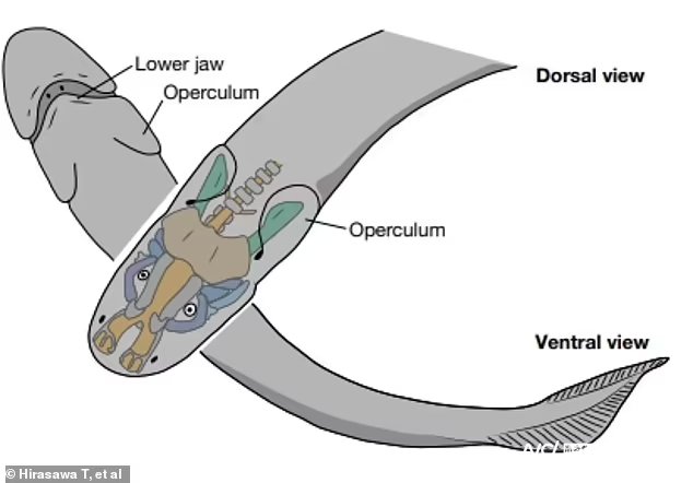 3.9亿年前长着四肢的苏格兰古椎鱼可能是人类最早祖先之一