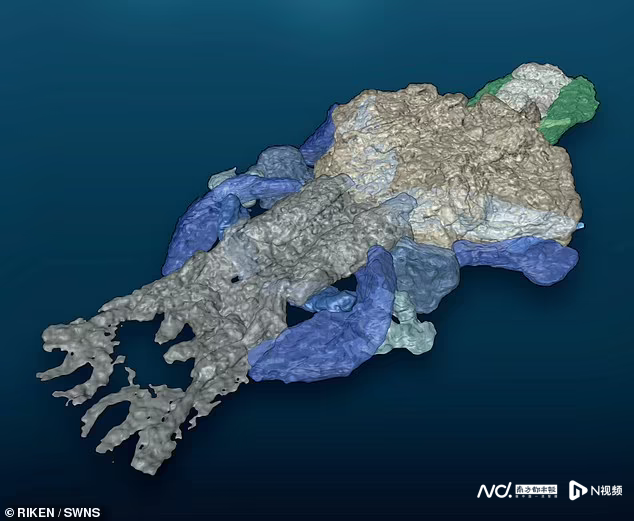 3.9亿年前长着四肢的苏格兰古椎鱼可能是人类最早祖先之一