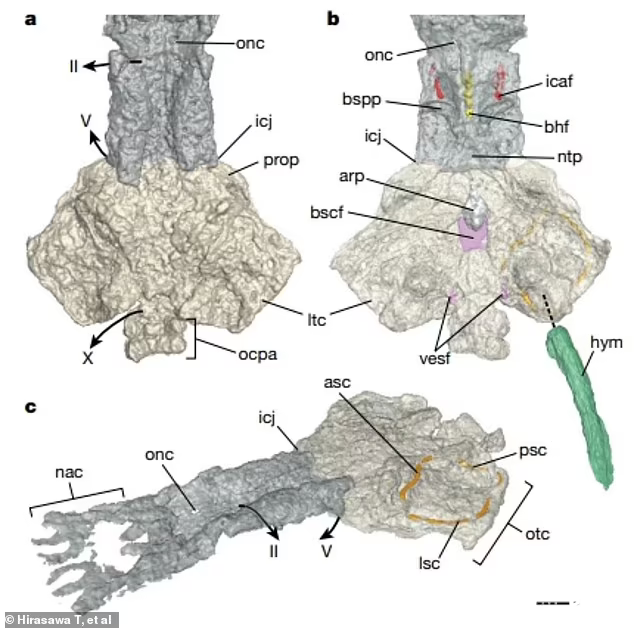 3.9亿年前长着四肢的苏格兰古椎鱼可能是人类最早祖先之一