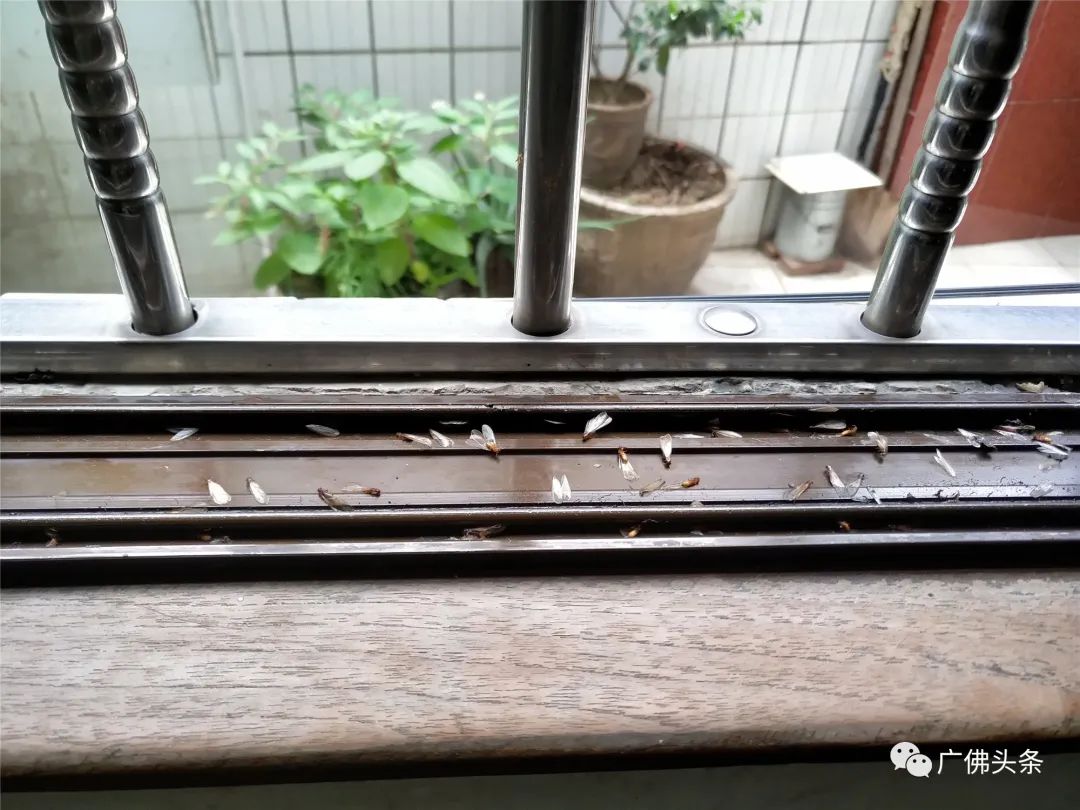 数十万只白蚁“围攻”三层老屋！九旬老伯晚上不敢开灯吃饭……