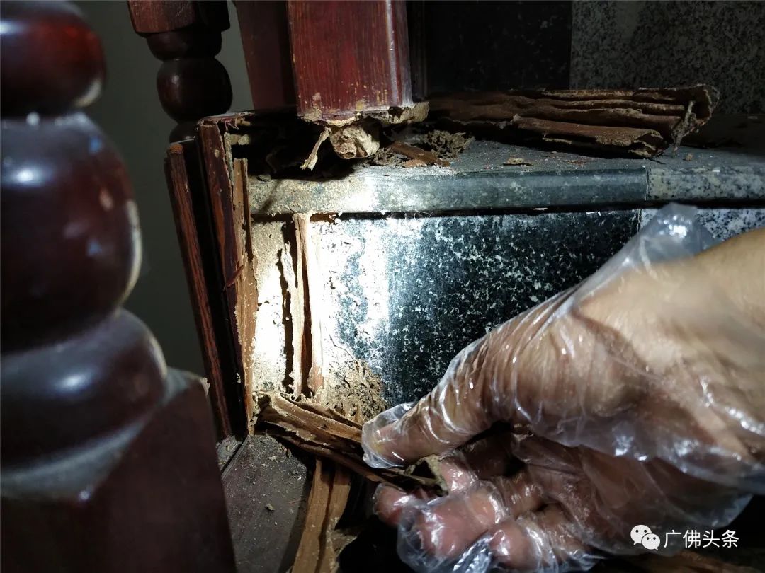 数十万只白蚁“围攻”三层老屋！九旬老伯晚上不敢开灯吃饭……