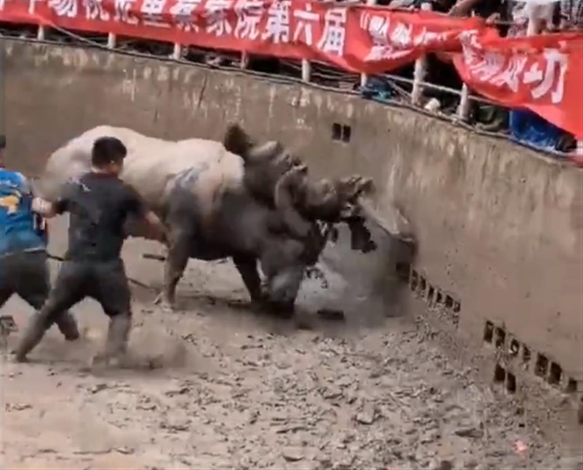 贵州男子进斗牛场被牛顶撞猛摔，当地：已送医并停止比赛