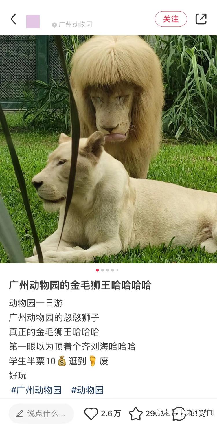 广州动物园回应“狮子剪刘海”:绝对纯天然,无人工打扮痕迹