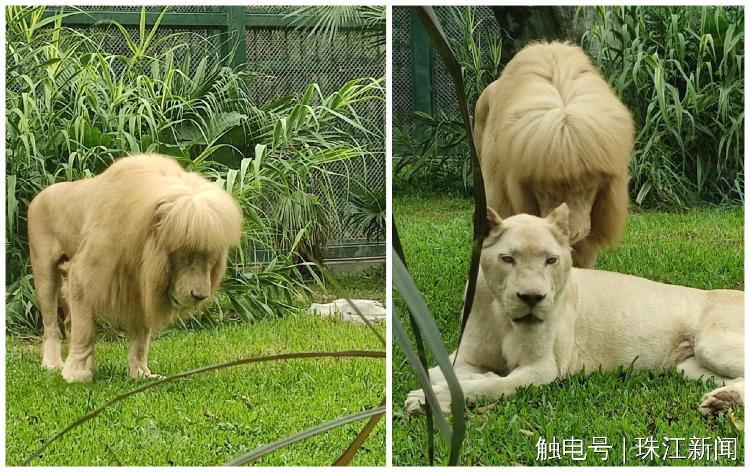 广州动物园回应“狮子剪刘海”:绝对纯天然,无人工打扮痕迹
