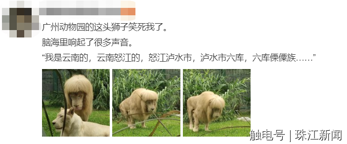 广州动物园回应“狮子剪刘海”：绝对纯天然，无人工打扮痕迹