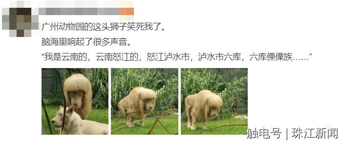 广州动物园回应“狮子剪刘海”:绝对纯天然,无人工打扮痕迹