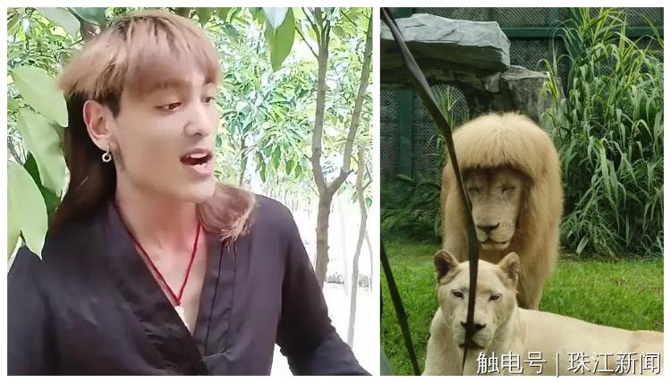 广州动物园回应“狮子剪刘海”:绝对纯天然,无人工打扮痕迹
