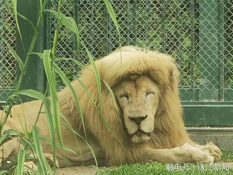 广州动物园回应“狮子剪刘海”:绝对纯天然,无人工打扮痕迹