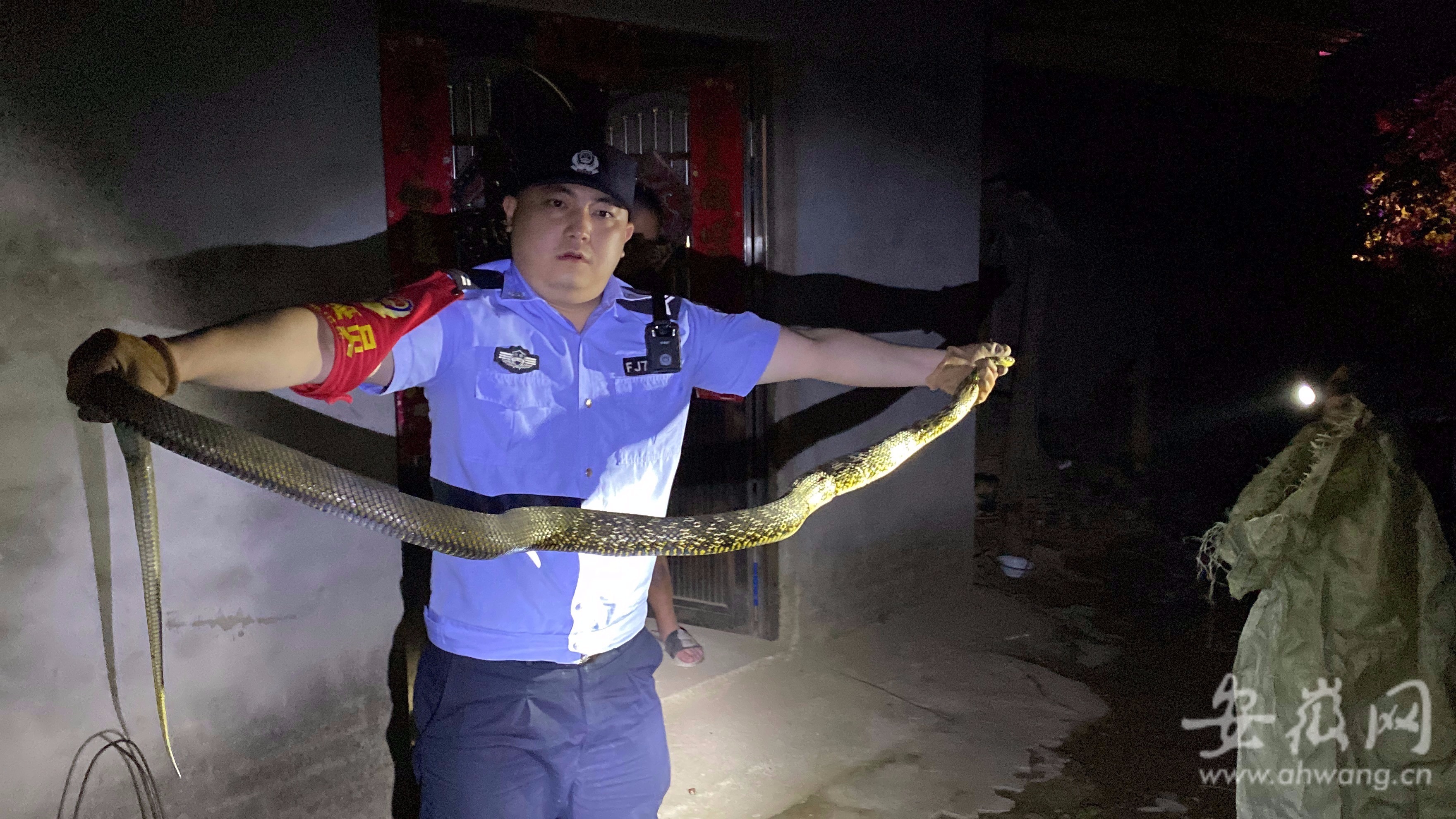 两米长大蛇被困在农家菜地 金寨民警帮其脱困后放生