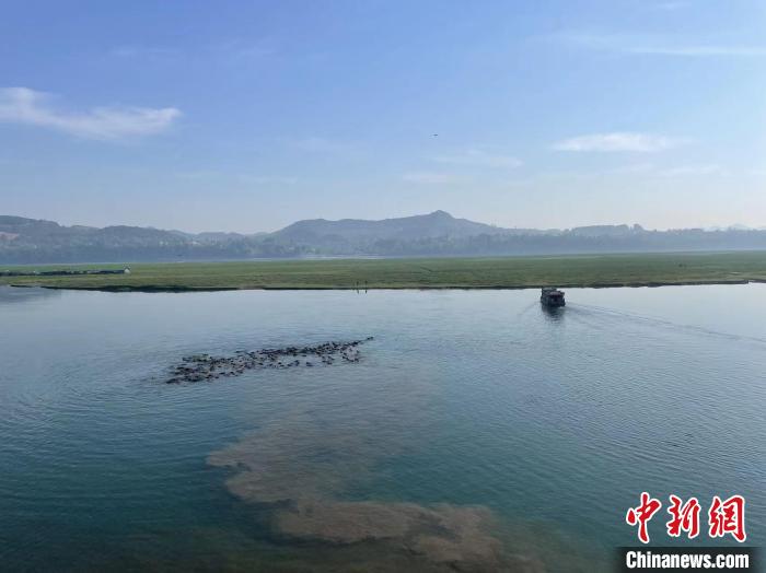 四川蓬安：“百牛渡江”让老区群众生活“牛”气冲天