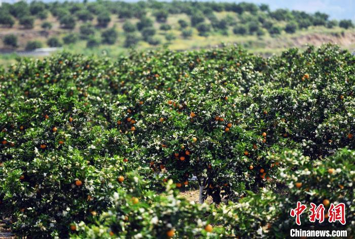 四川蓬安：“百牛渡江”让老区群众生活“牛”气冲天