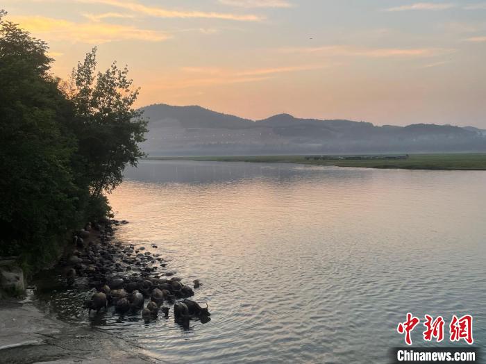 四川蓬安：“百牛渡江”让老区群众生活“牛”气冲天