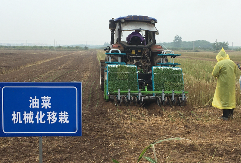 提质增效 减损护农 雷沃谷神履带机引领湖北机收减损