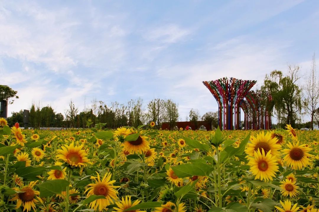 广阔天地 | 濛阳街道:打造美丽宜居,城乡融合的高质量发展样板