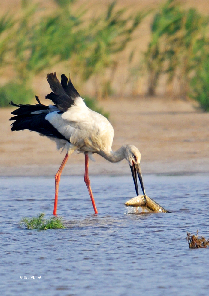 是什么原因，让山东大学三代学者60多年专注做这一件事？
