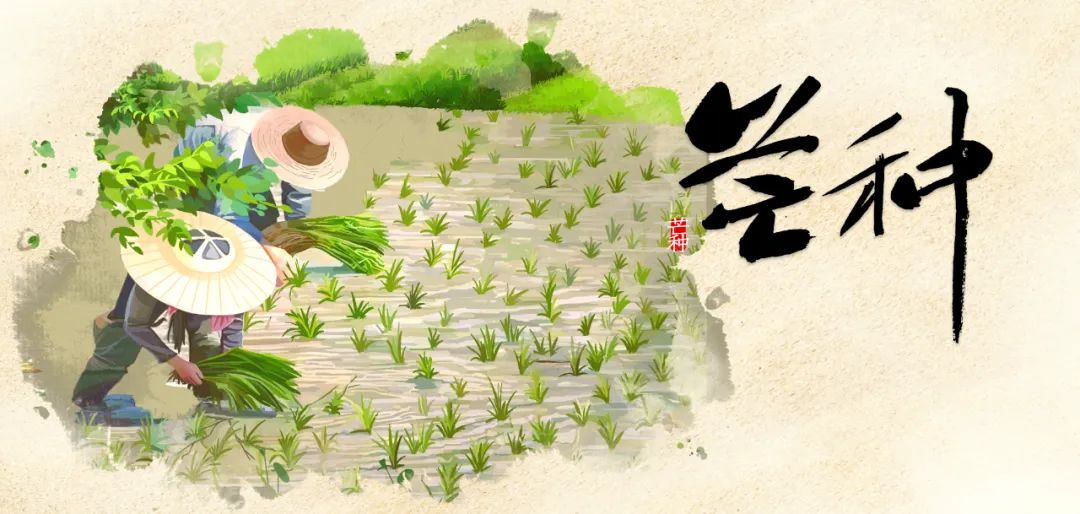 今日芒种，脾虚湿阻，中医专家推荐这3个养生方