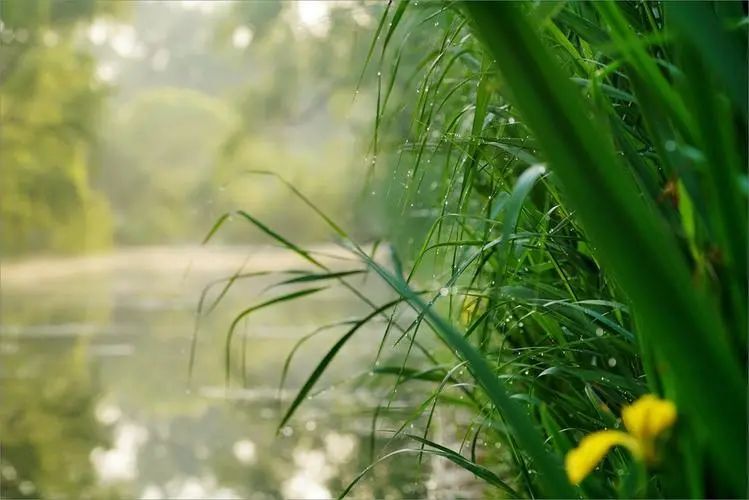 今日芒种，脾虚湿阻，中医专家推荐这3个养生方