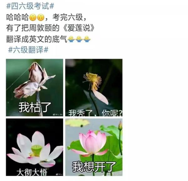 你是揠苗助长，还是守株待兔？四六级“神翻译”又上热搜